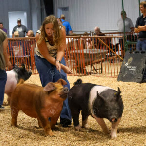 Old Timer's 4-H Swine Show