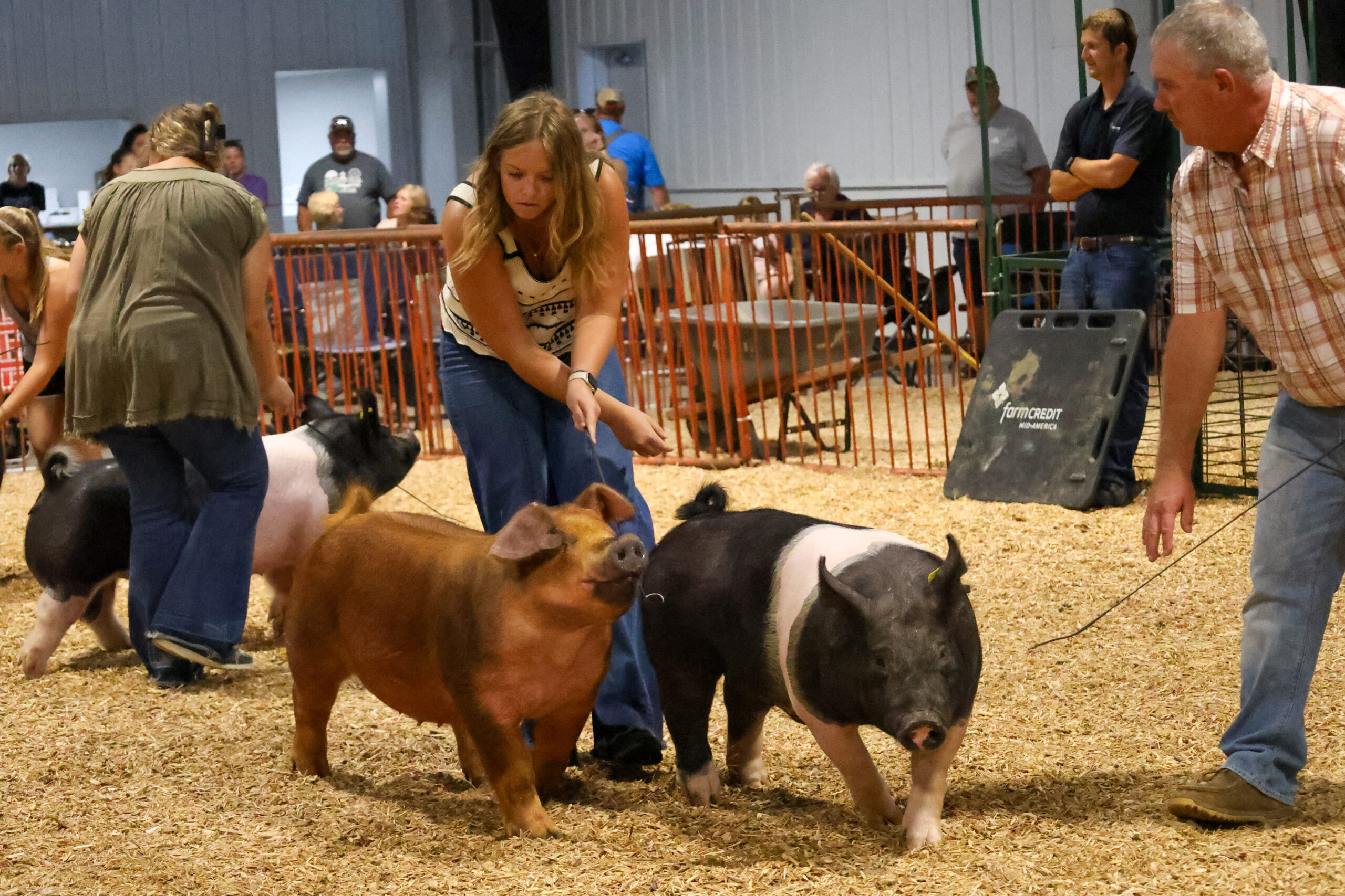Old Timer's 4-H Swine Show