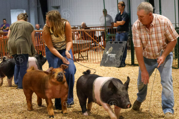 Old Timer's 4-H Swine Show