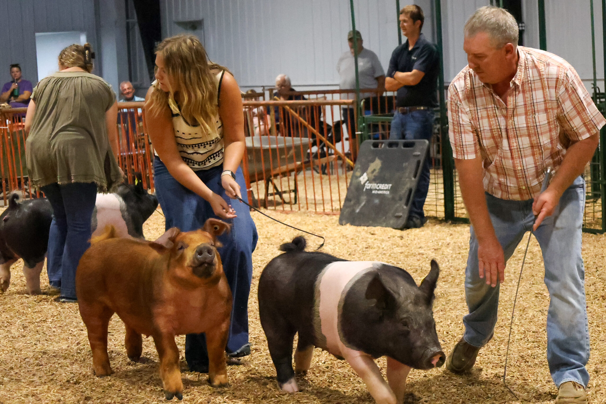 Old Timer's 4-H Swine Show