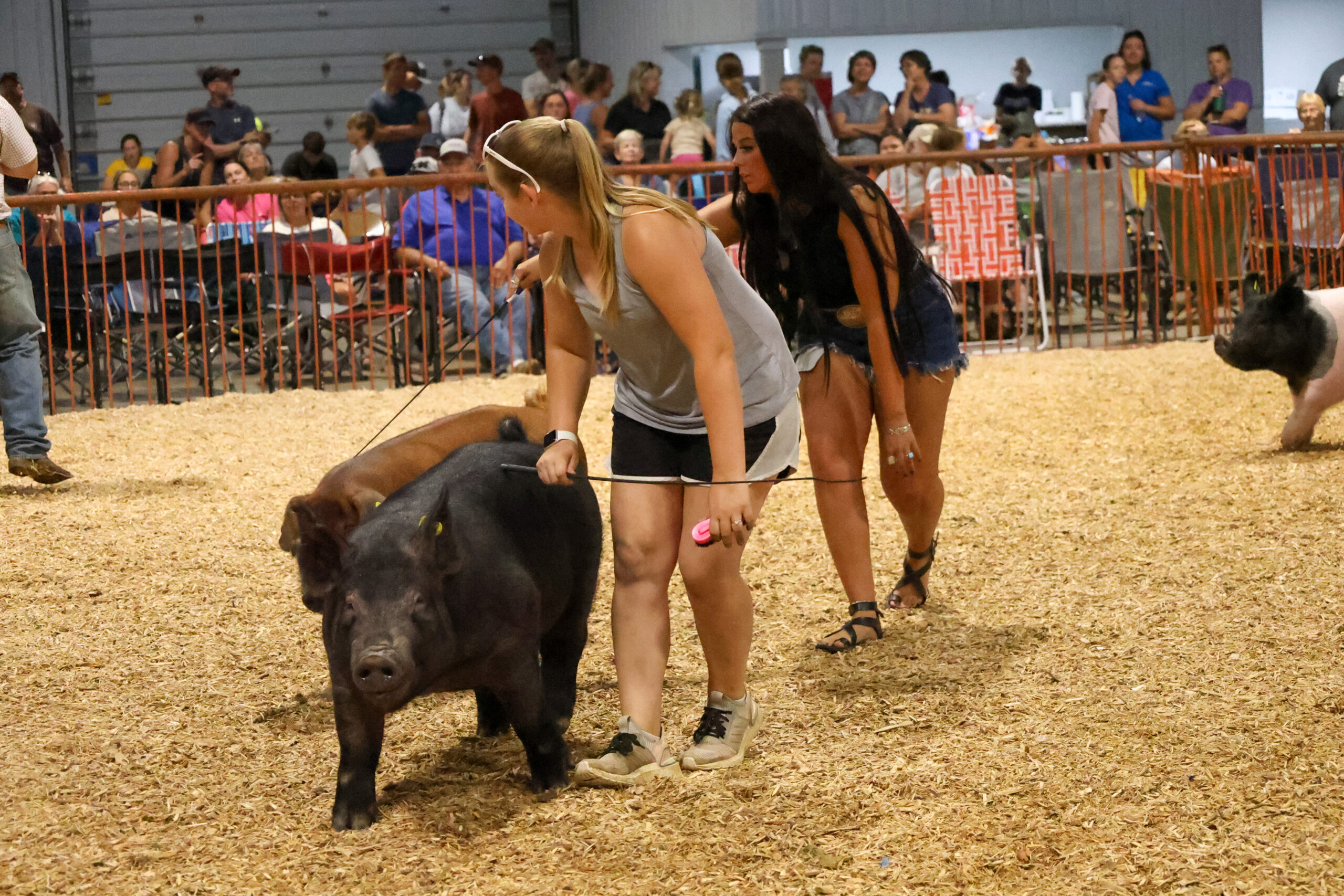 Old Timer's 4-H Swine Show