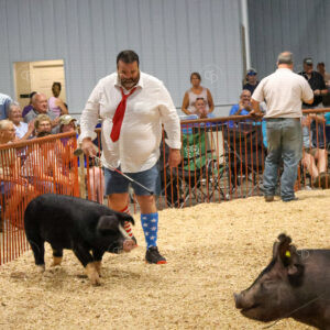 Old Timer's 4-H Swine Show