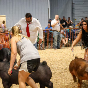 Old Timer's 4-H Swine Show