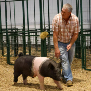 Old Timer's 4-H Swine Show
