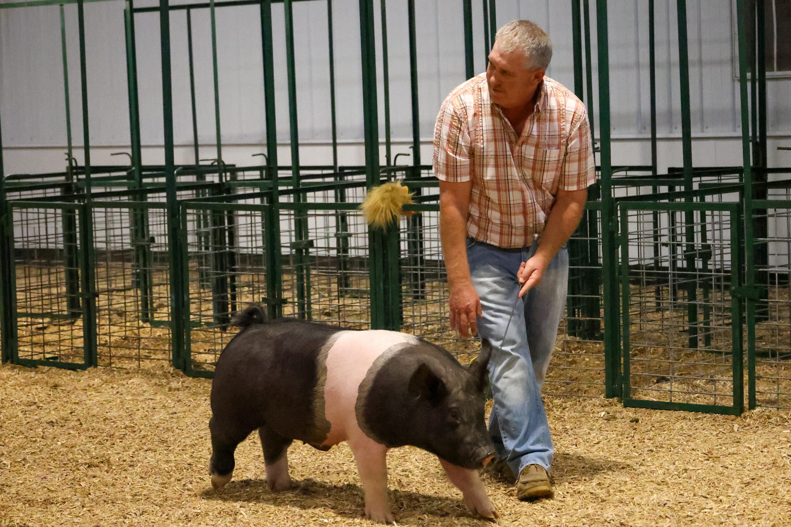 Old Timer's 4-H Swine Show