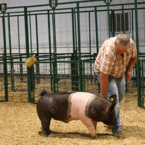 Old Timer's 4-H Swine Show