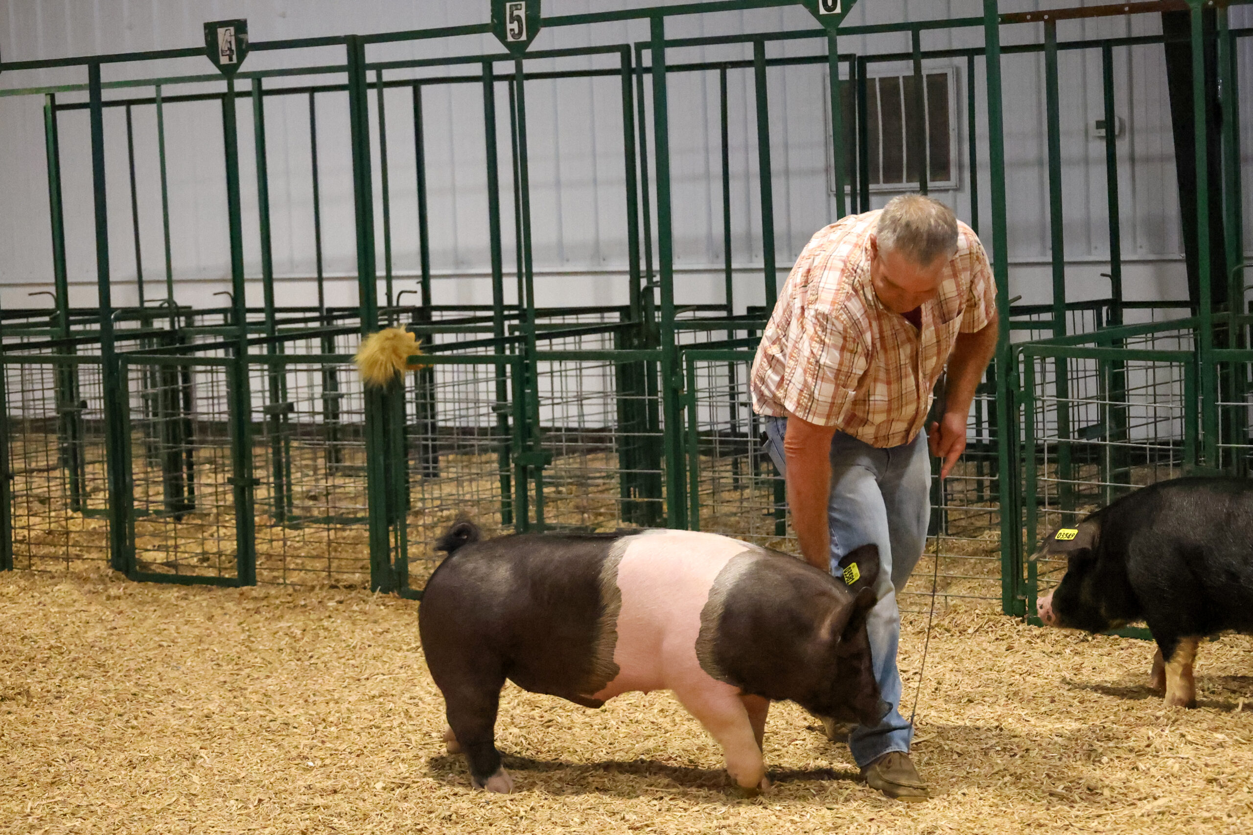 Old Timer's 4-H Swine Show