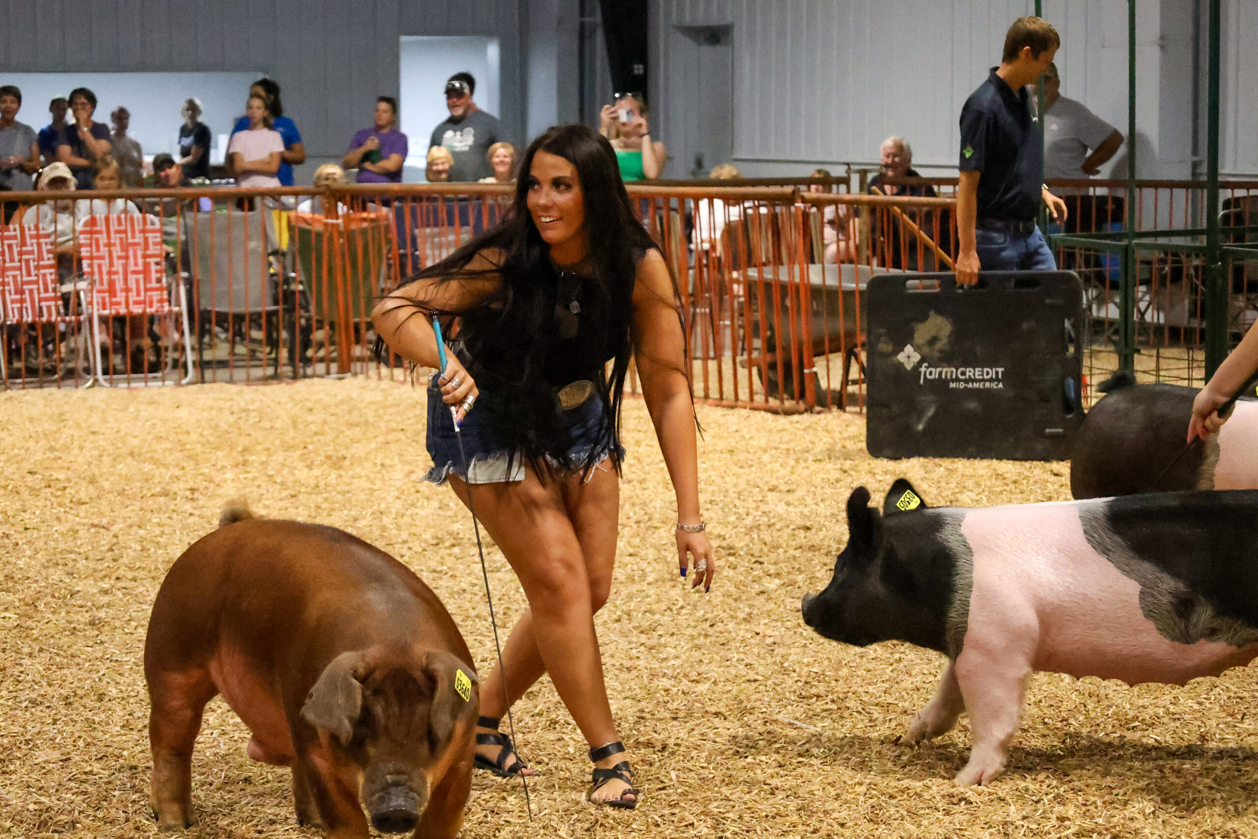 Old Timer's 4-H Swine Show