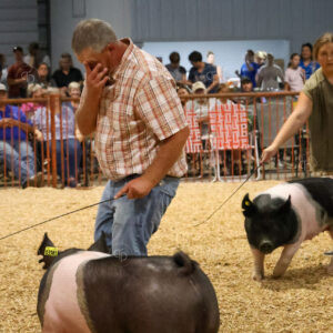Old Timer's 4-H Swine Show