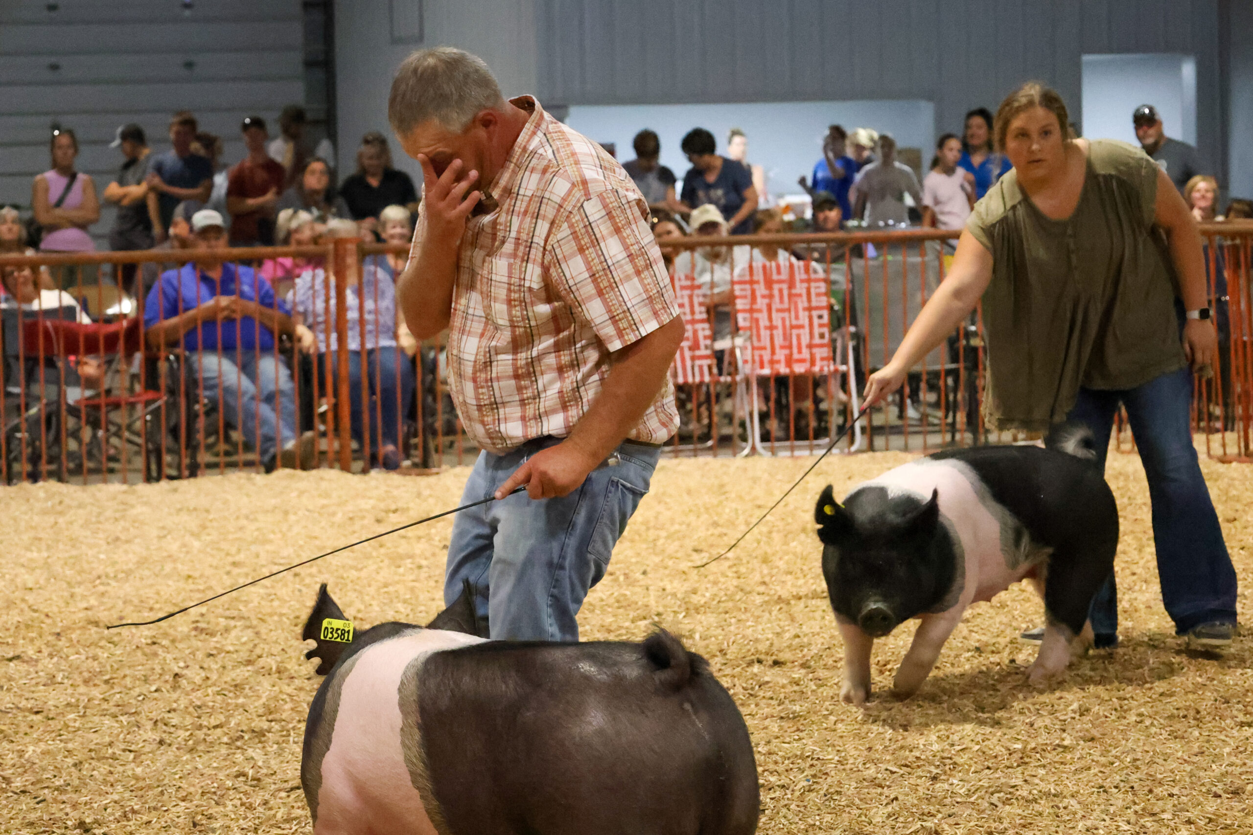 Old Timer's 4-H Swine Show