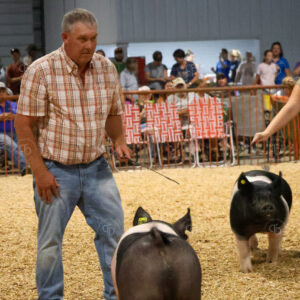 Old Timer's 4-H Swine Show