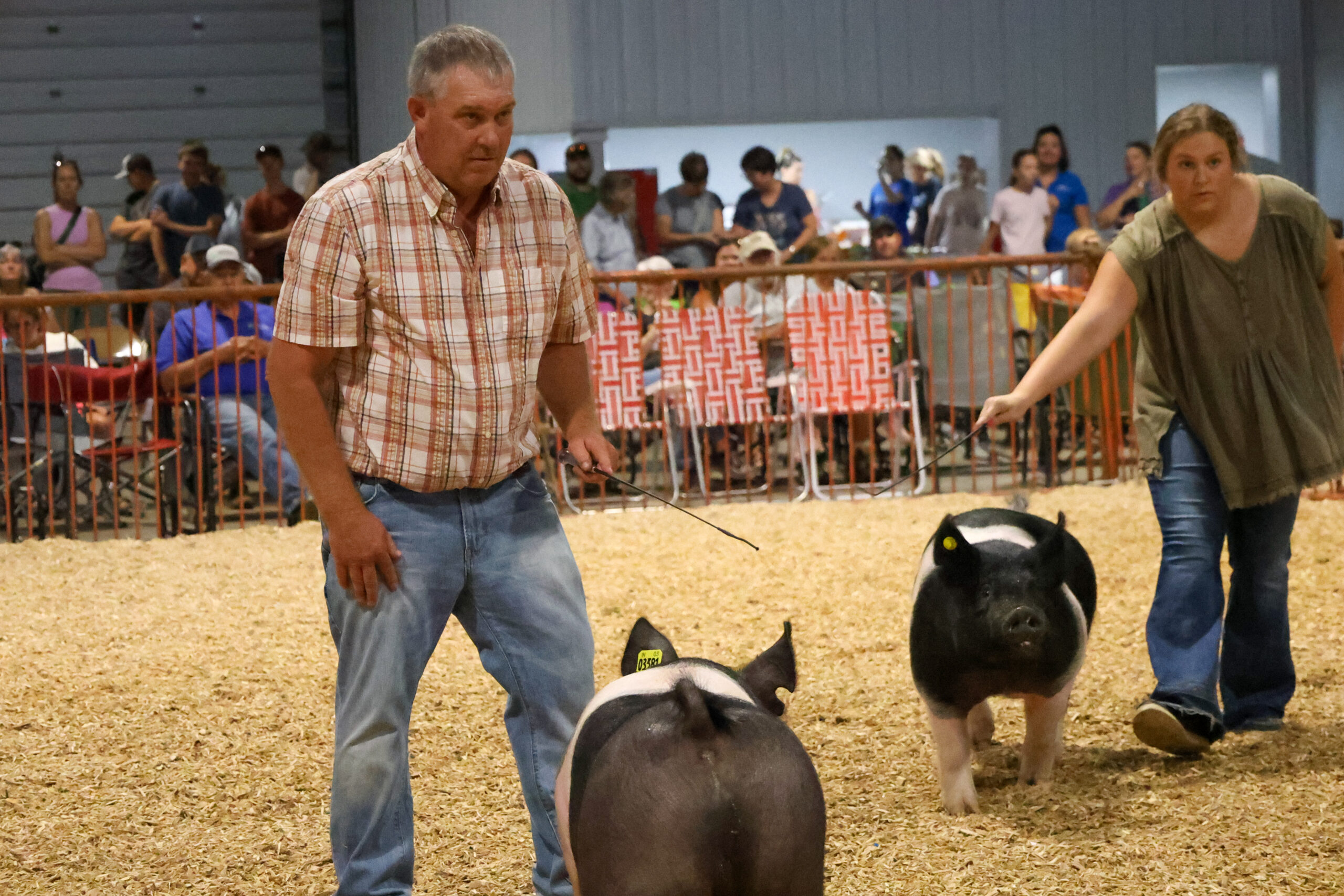 Old Timer's 4-H Swine Show
