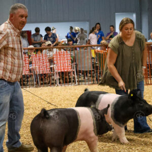 Old Timer's 4-H Swine Show