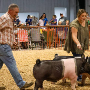 Old Timer's 4-H Swine Show