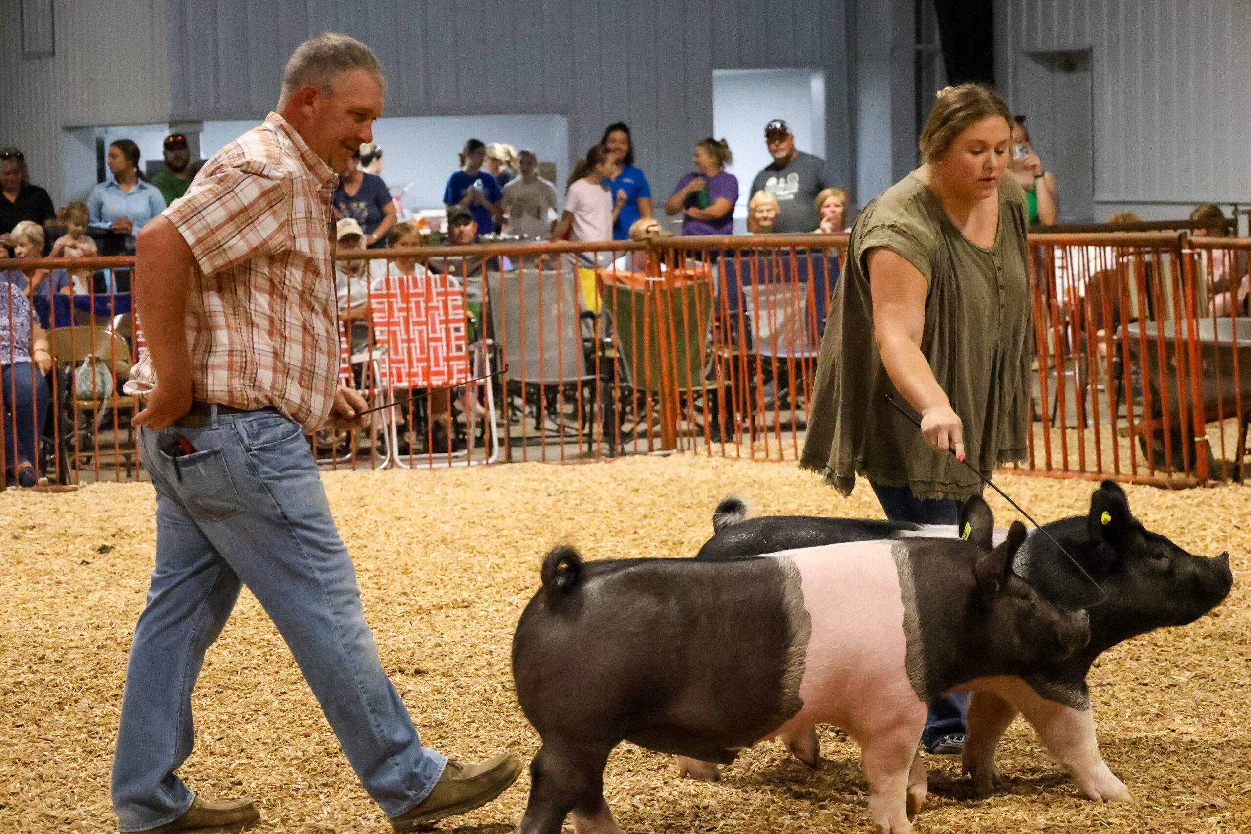 Old Timer's 4-H Swine Show