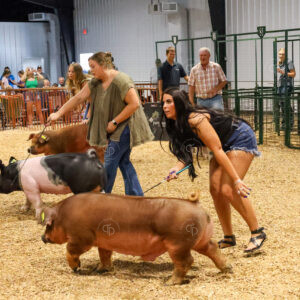 Old Timer's 4-H Swine Show
