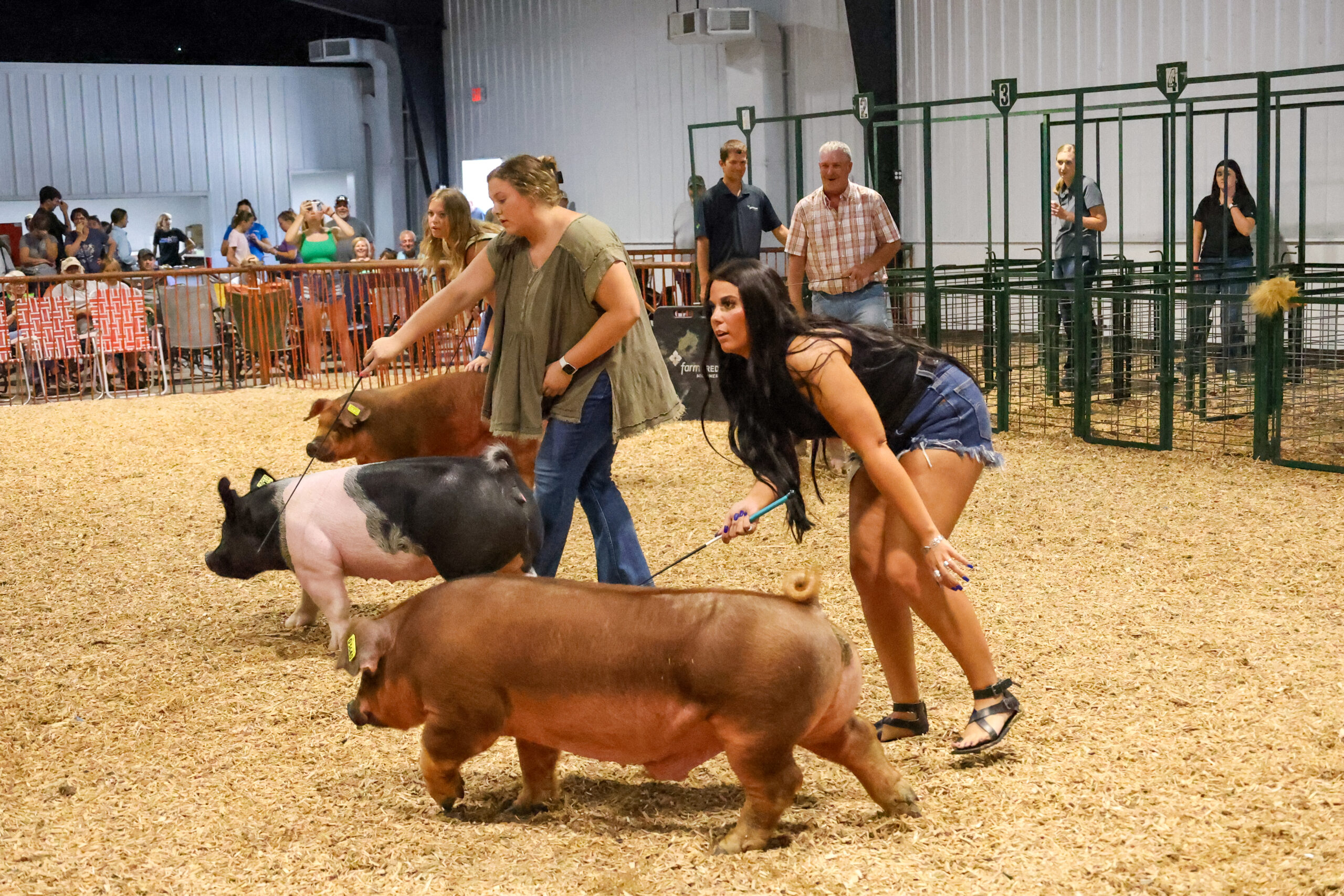 Old Timer's 4-H Swine Show