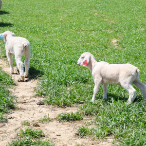 Lambs