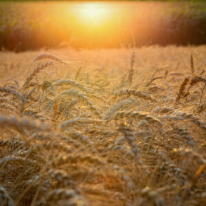 Wheat Harvest