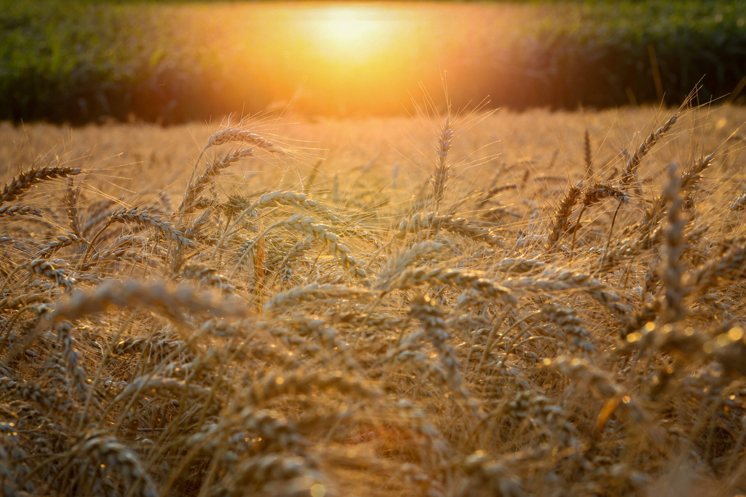 Wheat Harvest